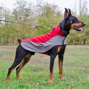Нейлоновая шлейка дождевик для добермана «Raincoat Cape»